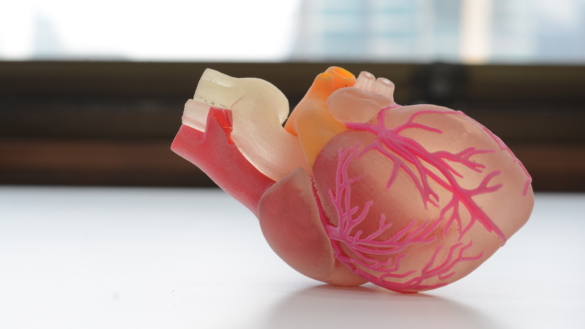 Från topp till tå – hjärtat